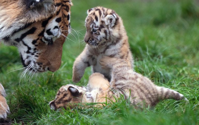 Seven-week-old Amur tiger cubs begin to explore their enclosure with first time mum Mishka at Banham Zoo in Norfolk. The endangered cubs were born to parents Kuzma and Mishka following a successful genetically matched conservation programme pairing. Picture date: Wednesday November 24, 2021.