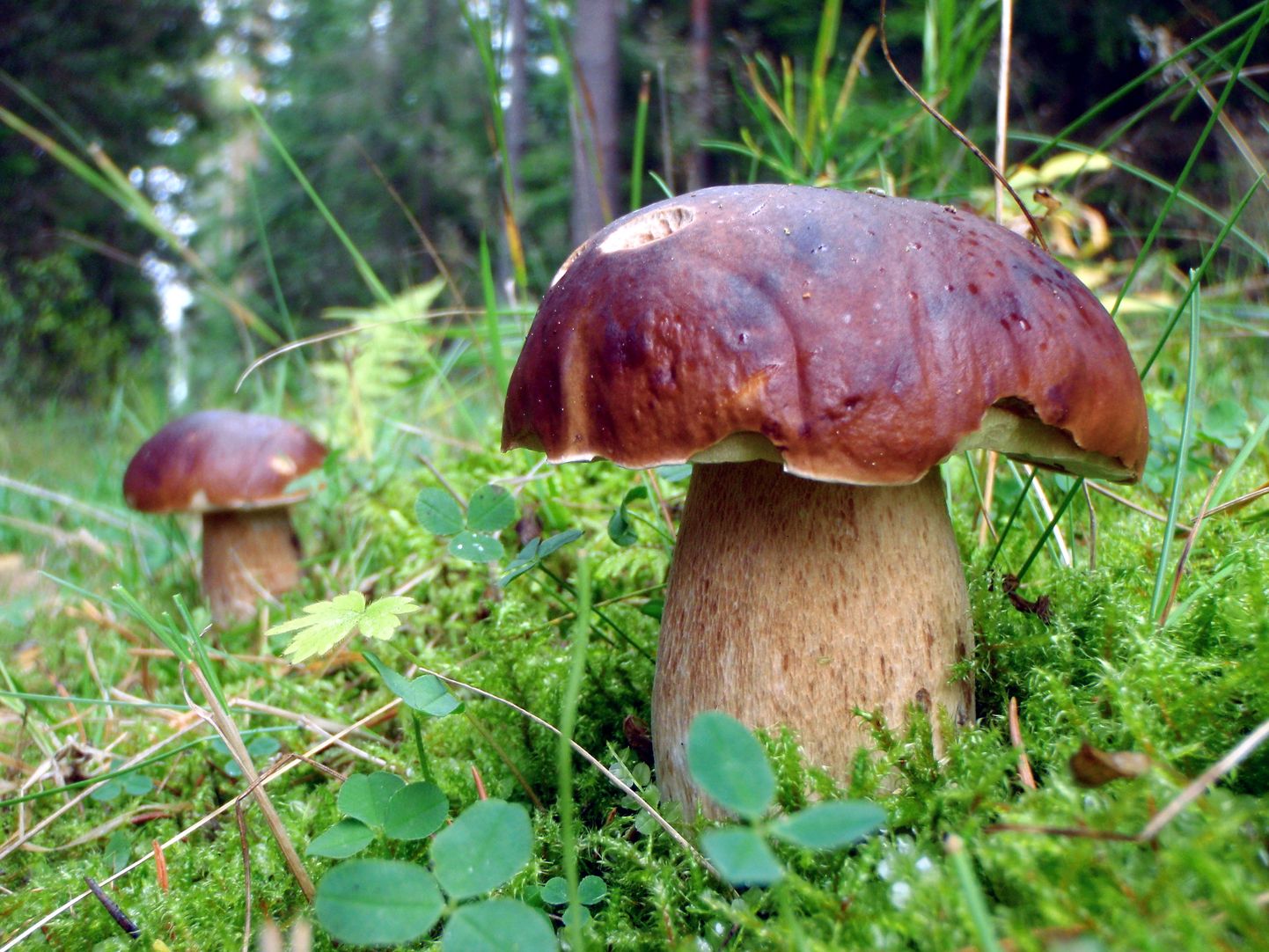 Lähiajal on seenesõpradel põhjust metsa minna, sest algamas on puravikuaeg.