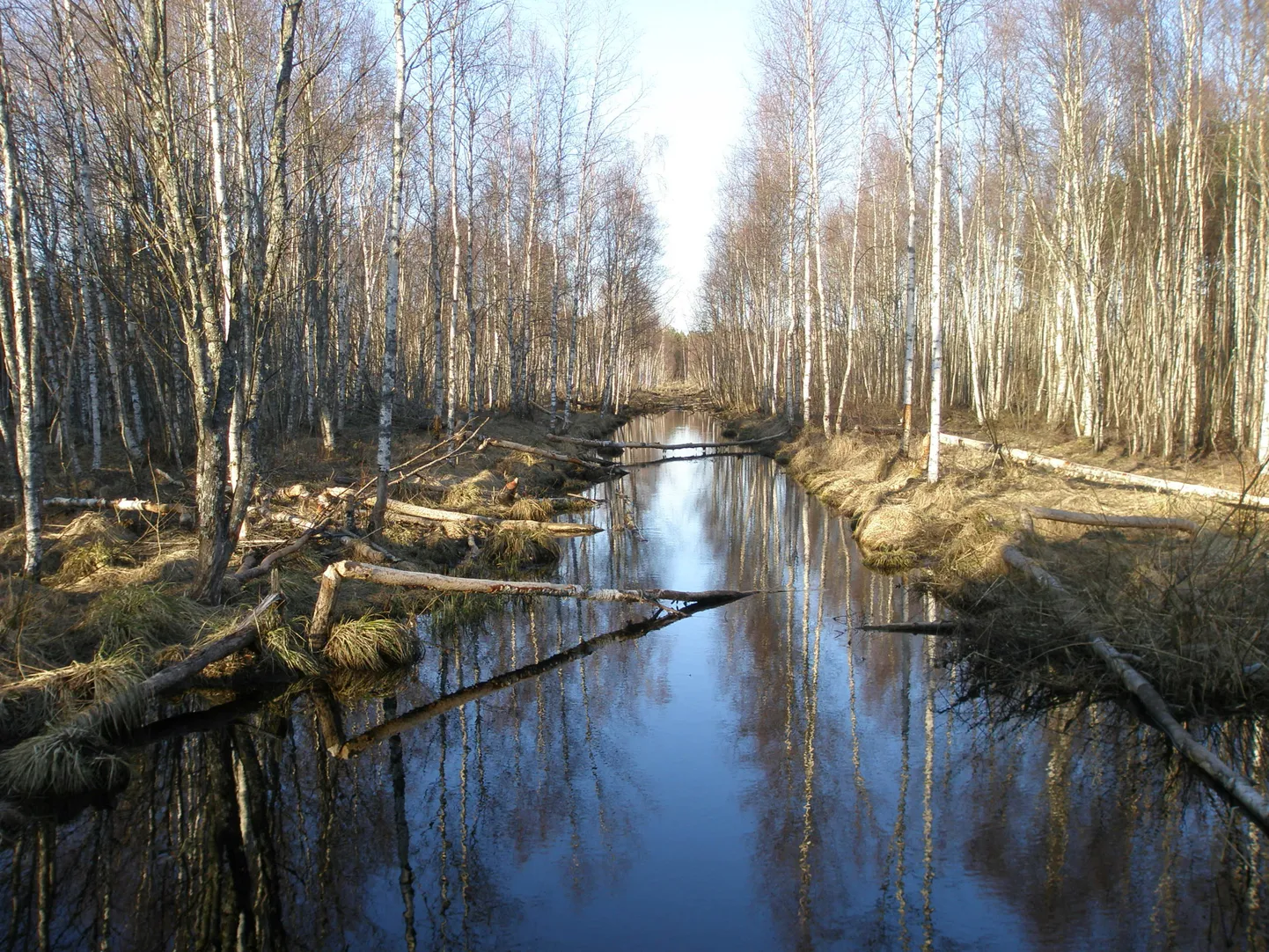 Pääsküla raba.