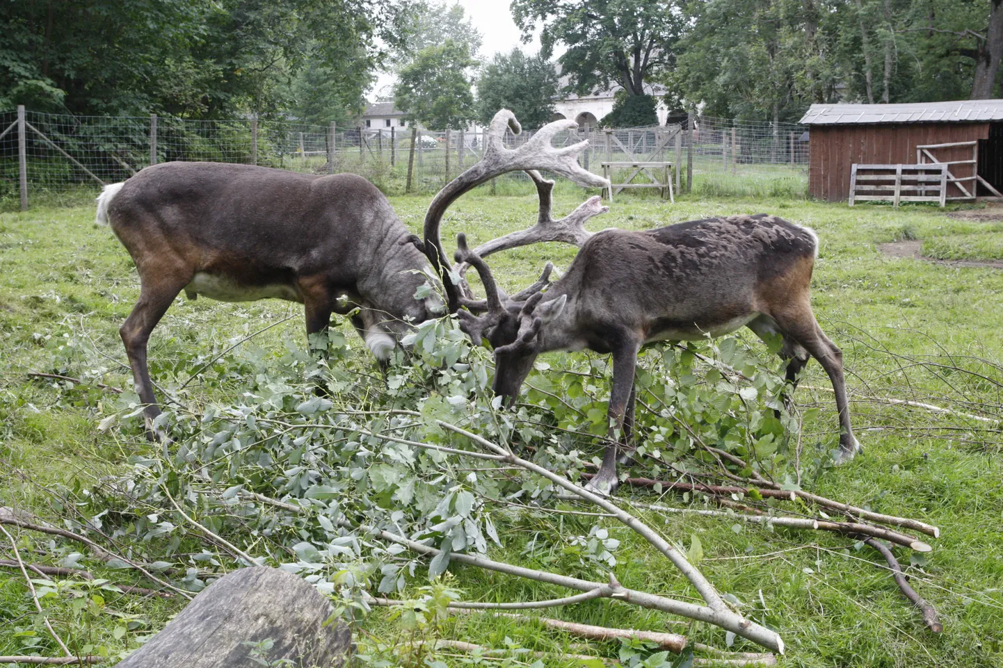 Elistvere loomapark. Pildil põhjapõdrad.