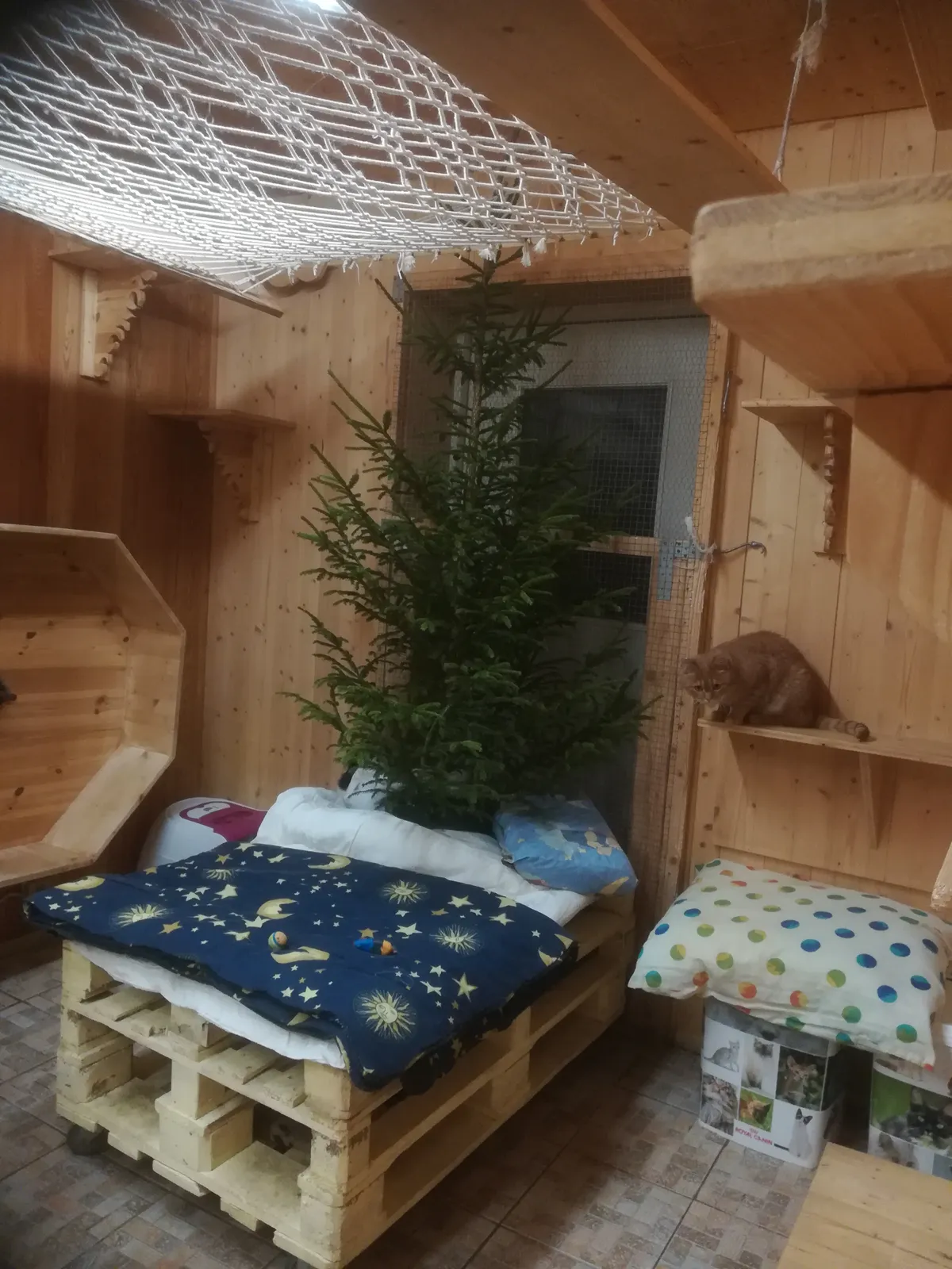 Jõuludeaegne vaade kassitoale.