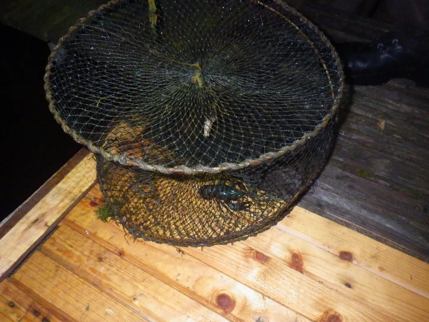 Konfiskeeritud vähimõrd.