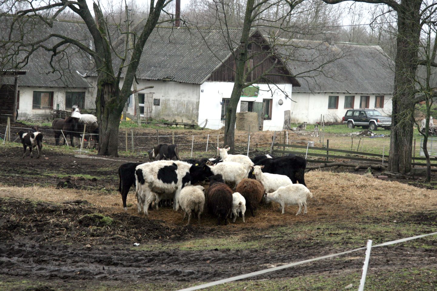 Мартину Репинскому не удалось найти покупателя для Коньюской козьей фермы, и находящихся там почти 600 коз он планирует перевезти на будущую ферму в Куремяэ.