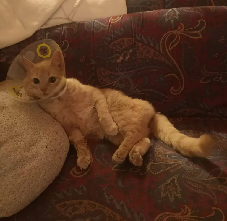Кот Кокос