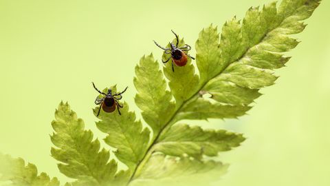 Warning: Ticks thrive in the shade of these garden plants