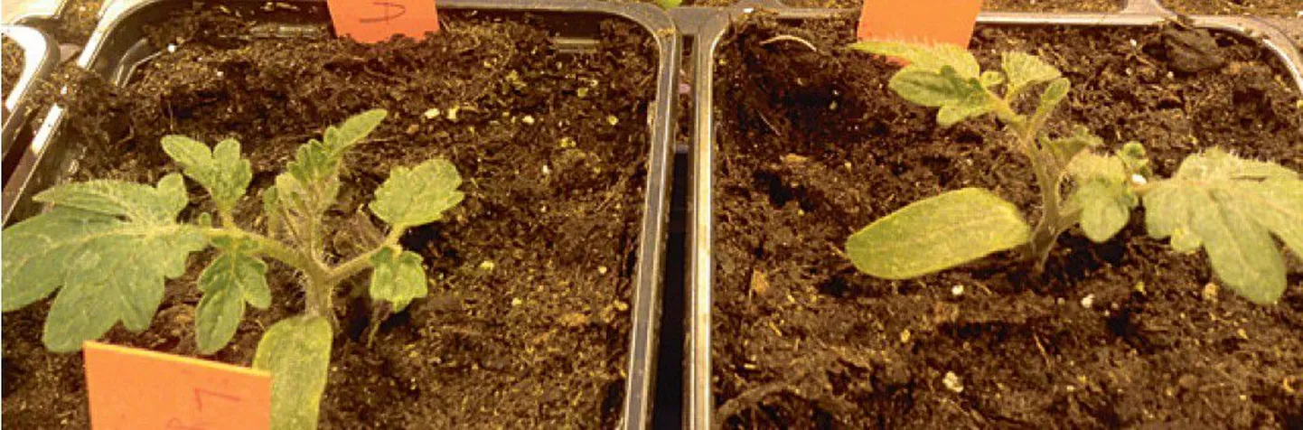 tomatitaime ümber peab olema piisavalt kasvuruumi.