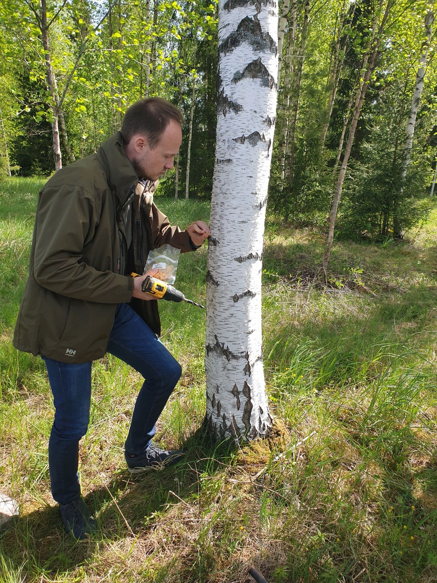 Hardi Põder näitab, kuidas Belgia laboris  spetsiaalsete tüüblitele kasvama pandud Eestist pärit chaga niidistik viiakse Eestis kasvavale puule.