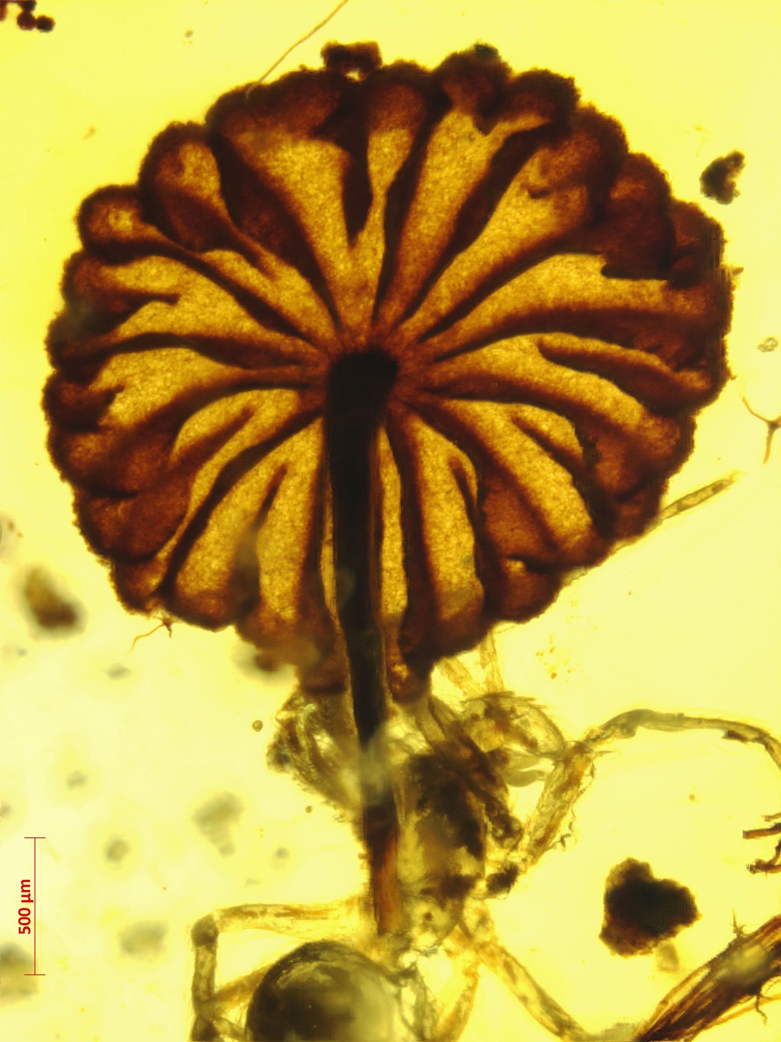 Hiina Teaduste Akadeemia Nanjingi Geoloogia ja Paleontoloogia Instituudi avaldatud pilt haruldaselt hästi säilinud fossiliseerunud seenest.