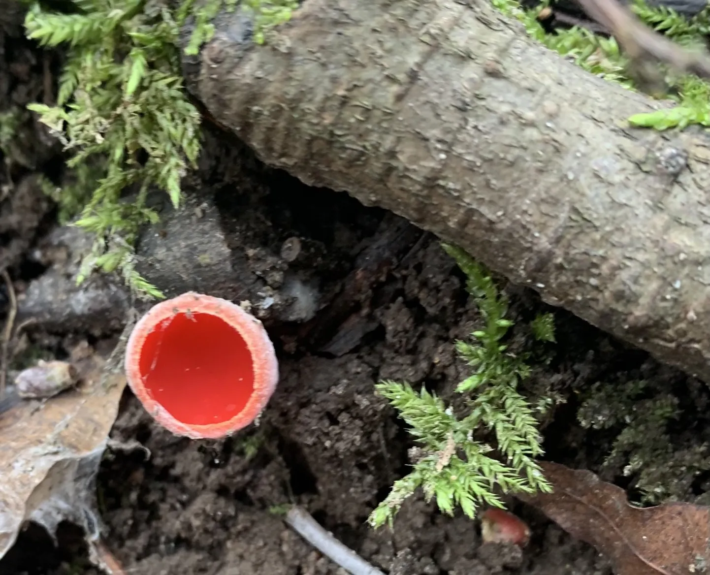 Karikseene punast on lepikud täis.