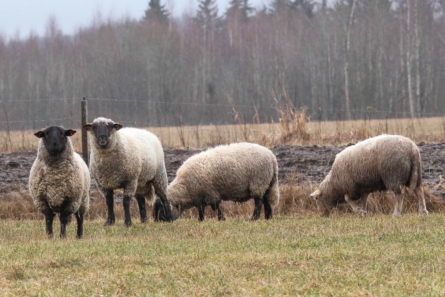 Suur-Närska talu kasvatab tumedapealisi lambaid lihaks ja tõuloomadeks.
