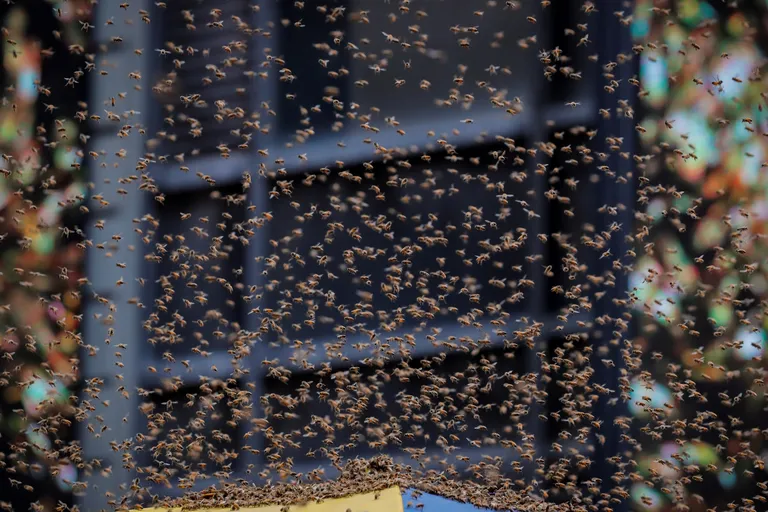 New Yorgis vallutasid mesilased hot dogi kioski ja piinasid linlasi