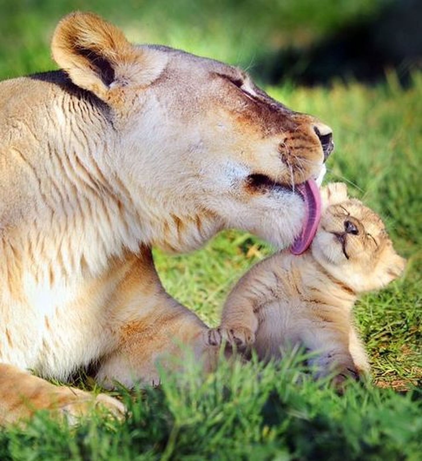 Adelaide´i Monarto loomaaia emalõvi poega lakkumas