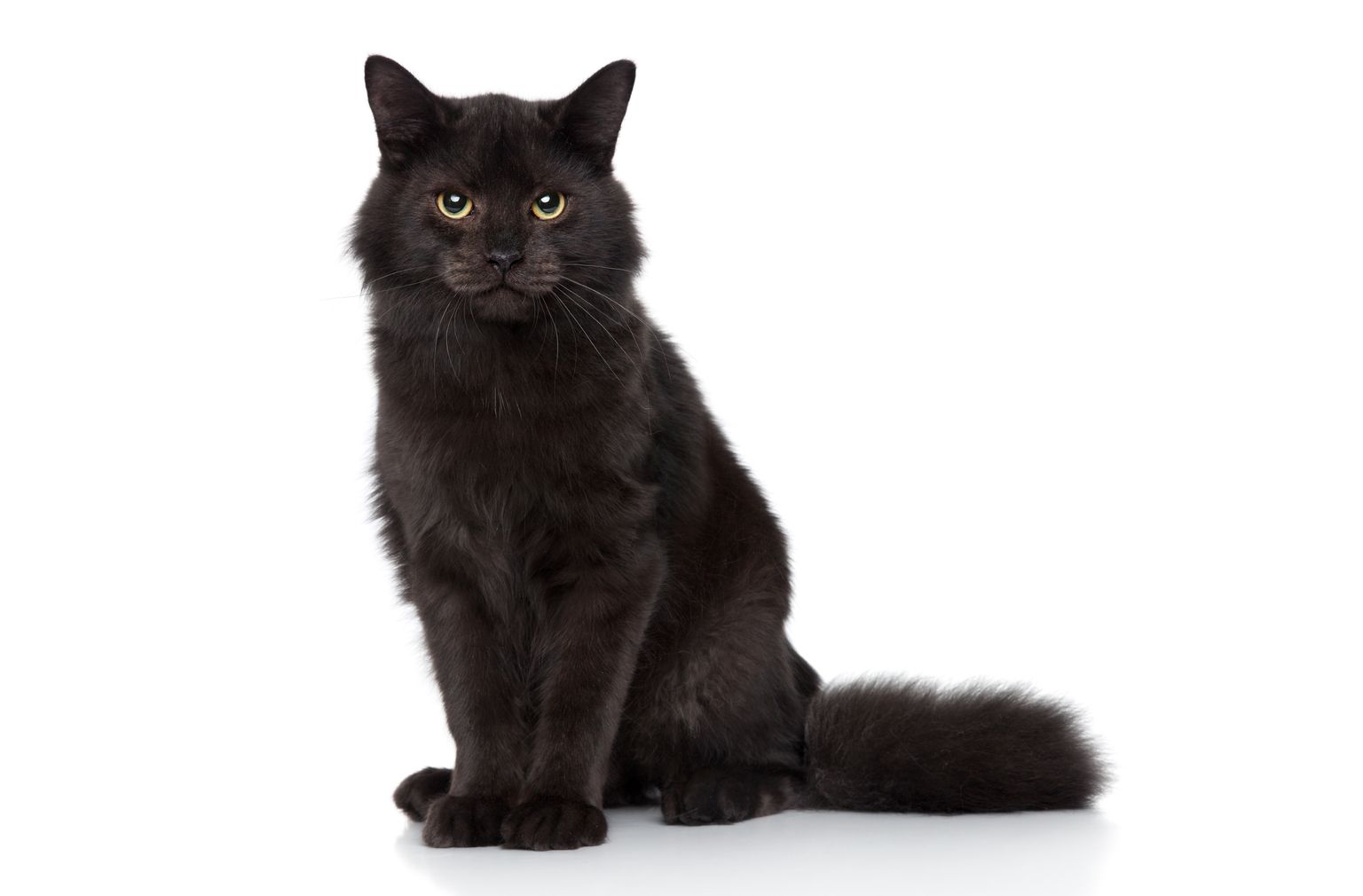 Must kass. Pilt on illustreeriv.