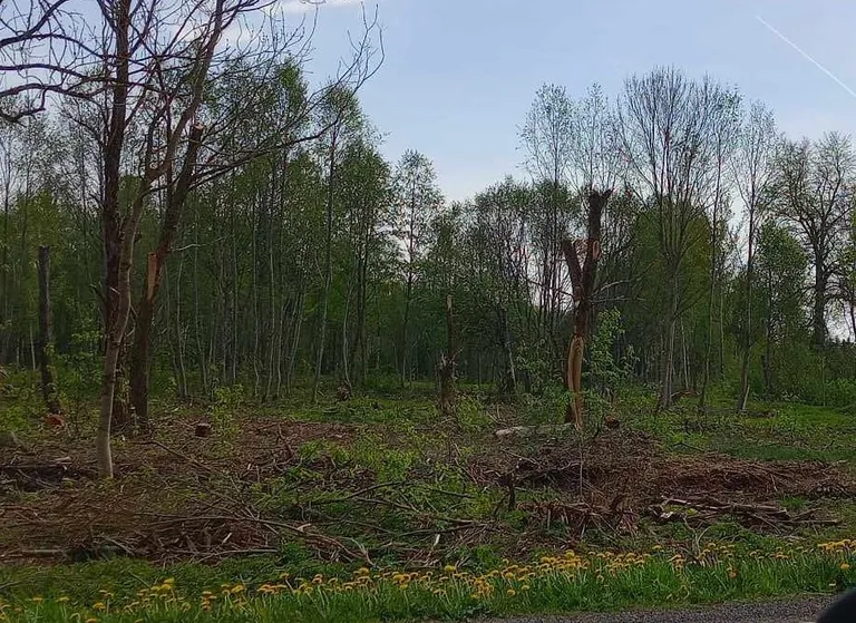 Surnud säilikpuud on elupaigaks mitmetele putukaliikidele, samuti võivad olla sobivaks pesapaigaks lindudele ning kasvukohaks seene- ja samblikuliikidele.