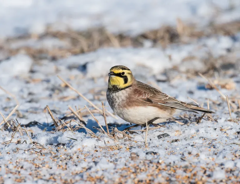 Sarviklõoke (Eremophila alpestris)
