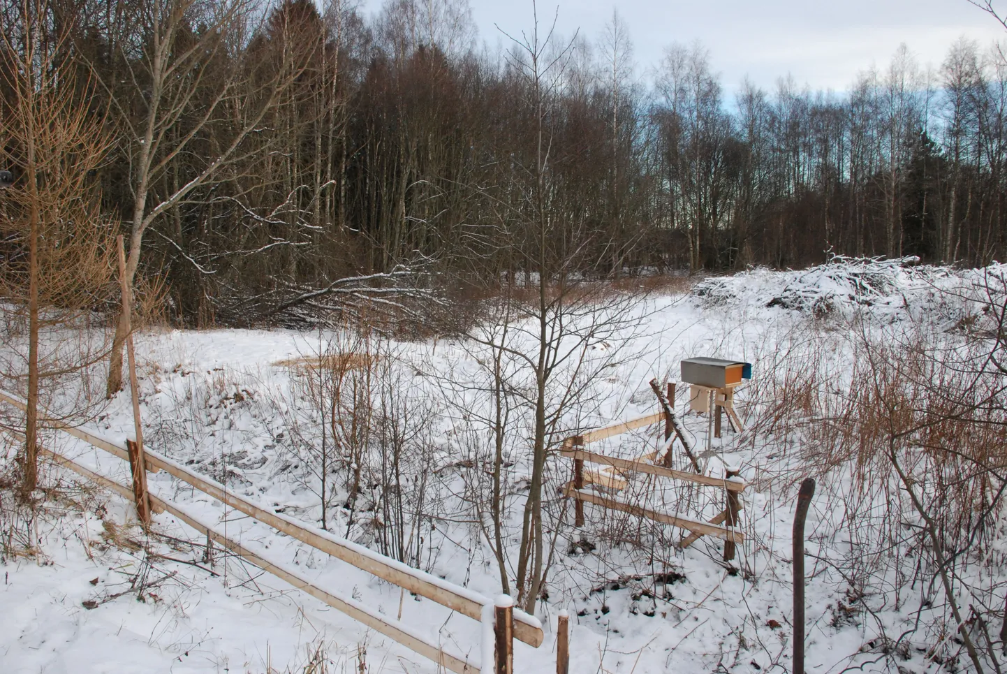 Looduskaamera Jaaniojal jälgib metsaelukate tegemisi.