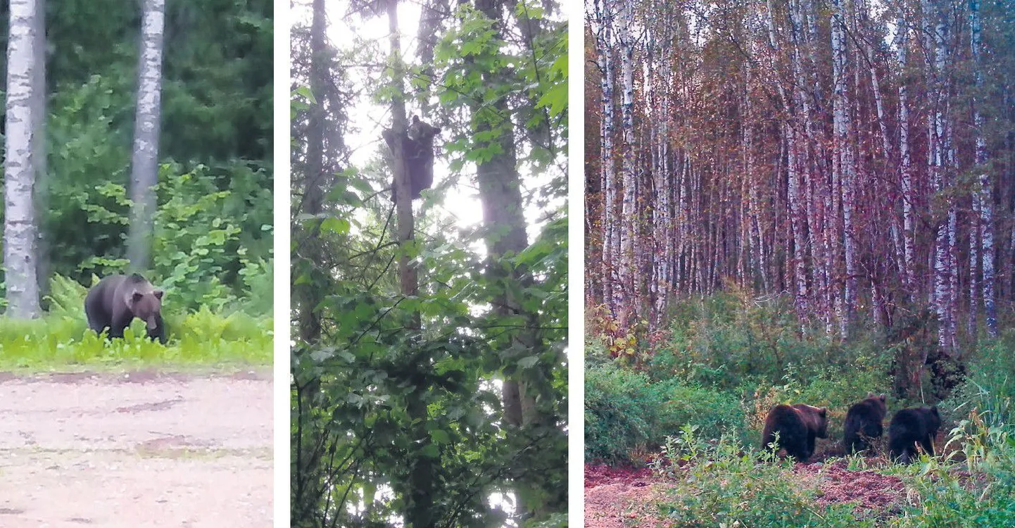 Kuremaa lähistel elav jahimees ja loodusesõber Tõnis Kaljusalu näeb oma kodukandi metsades mõmmikuid üsna tihti ning on neid ka pildistanud. Vasakpoolse ja keskmise foto tegi ta ise ning parempoolse kaadri karuperest jäädvustas Kaljusalu rajakaamera.