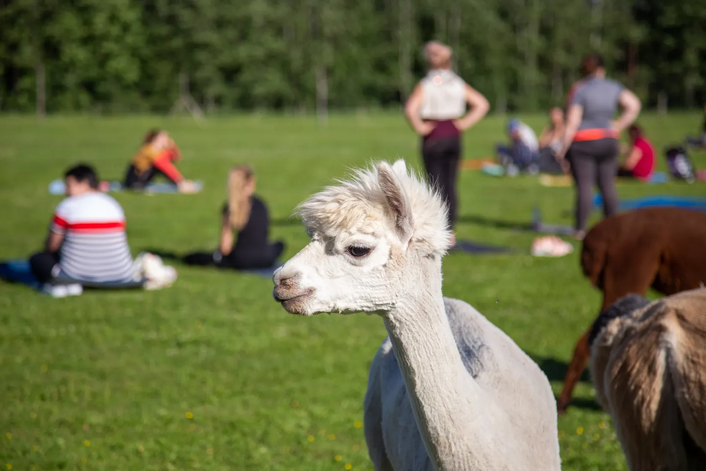 Wile Farm. Alpakajooga.
Foto: Dmitri Kotjuh/ Järva Teataja