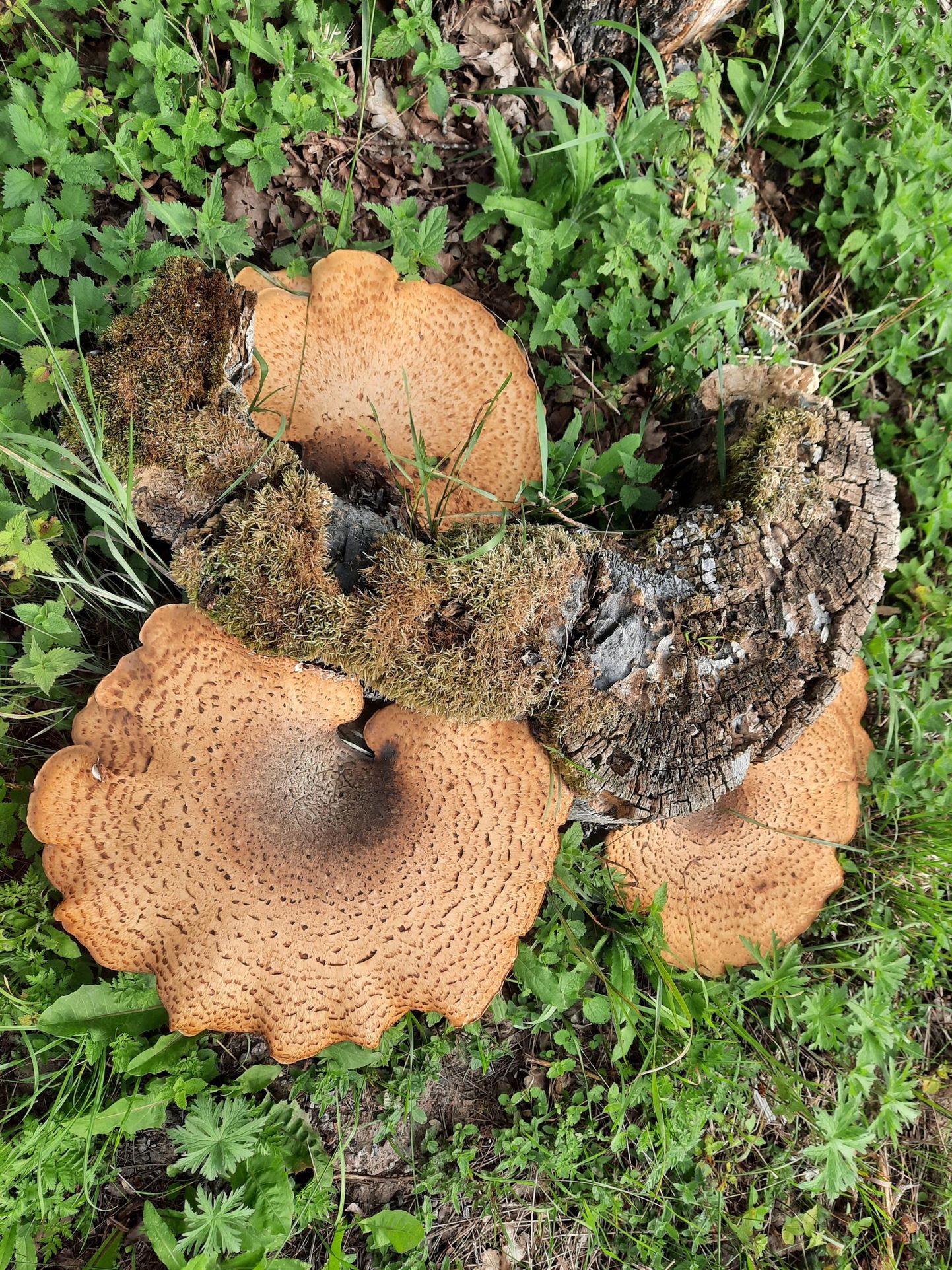 Kännu küljes kasvavad hiiglaslikud seened.