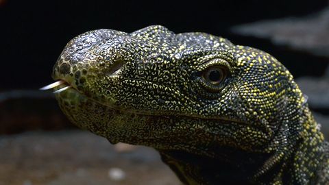Giant monitor lizard on the loose in Northern Italy, search operation underway