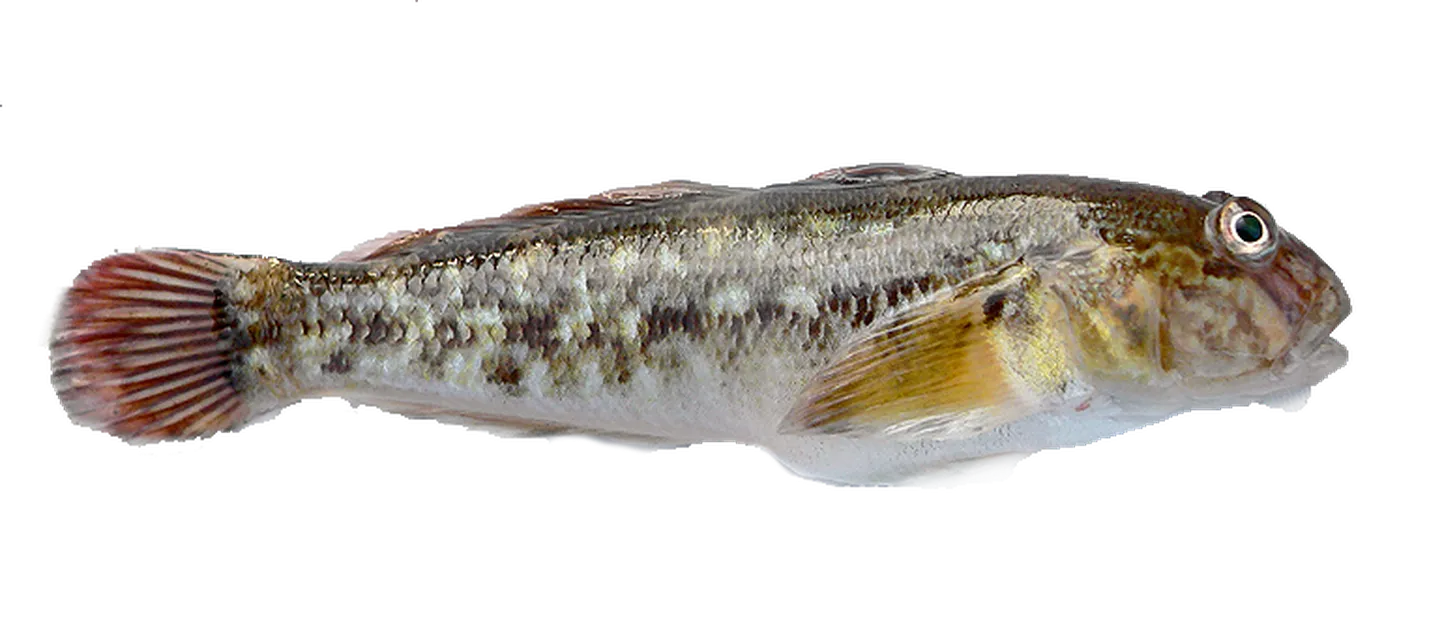 Ümarmudil