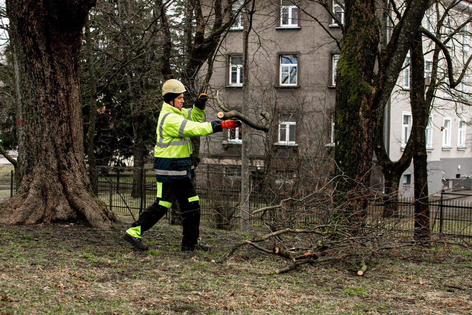 Pärnu linna muru vajab samuti niitmist, puud-põõsad pügamist ja lehed riisumist.