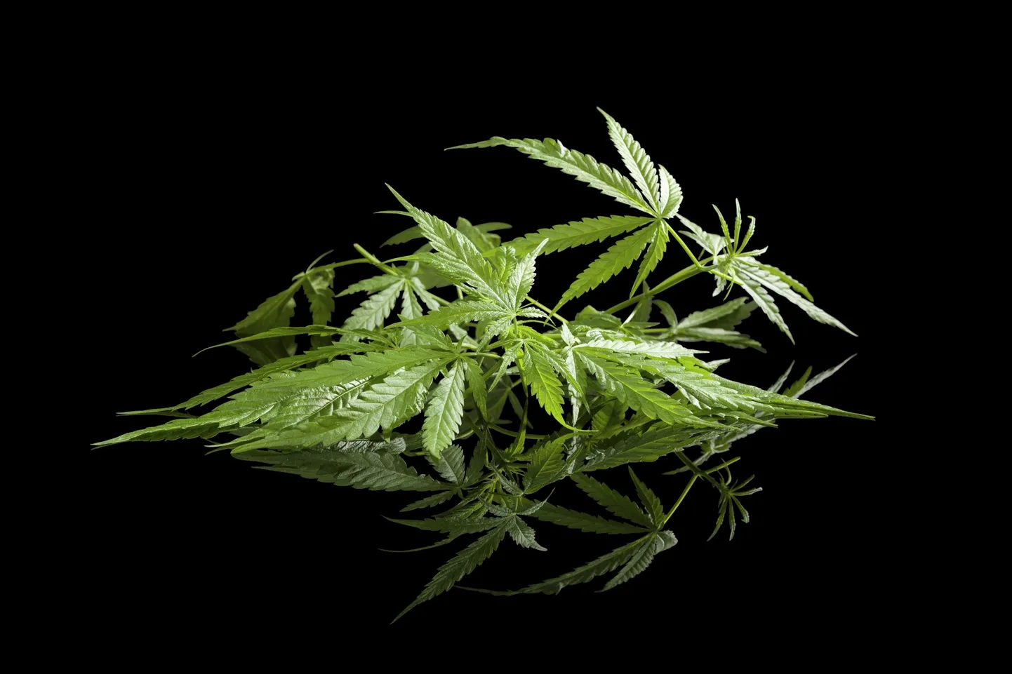 Eestis on debatt kanepi legaliseerimise teemal.