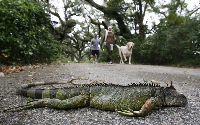 Puu otsast alla kukkunud ja hukkunud iguaan Florida osariigis 2010. aastal. Ka sel nädalal ennustatakse Floridas «iguaanisadu».
