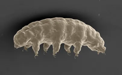 Loimur ehk tardigraad. Foto: HO / AFP / Scanpix