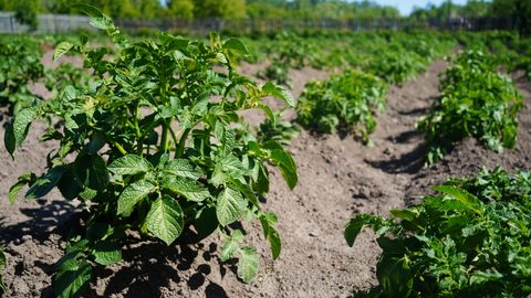 Latvijsko ministrstvo za kmetijstvo predlaga razglasitev izrednih razmer zaradi vremenskih nevšečnosti