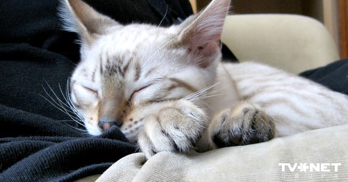 Почему кошки обожают спать рядом со своими хозяевами