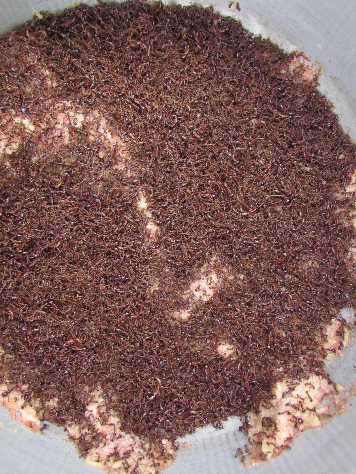 Dorylus’e perekonna sipelgate mass teadlase toidu kallal. Hammustamisel nad saagist lahti ei lase ja rahvameditsiinis kasutatakse neid haavasulguritena.