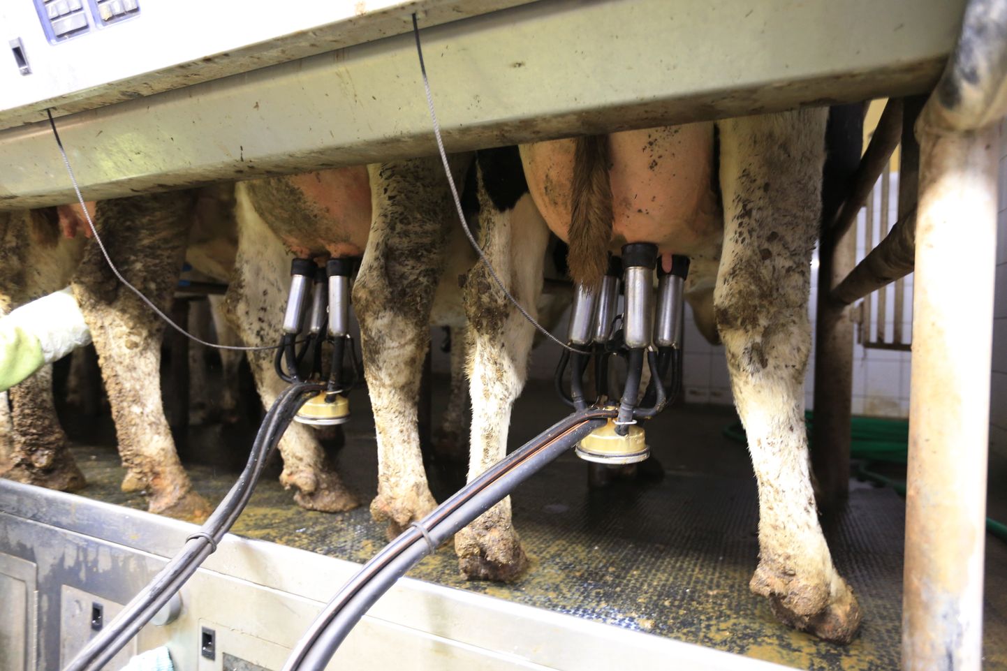 Põllumajanduskoja värske küsitlus näitab, et Eesti piimafarmides töötab ligikaudu 400 Ukraina töölist, kellest umbes pooled on piimatootmise seisukohalt võtmetähtsusega lüpsjad. Lähikuudel oleks umbes pooltel piimafarmide välistöötajatel töötamise luba lõppenud.