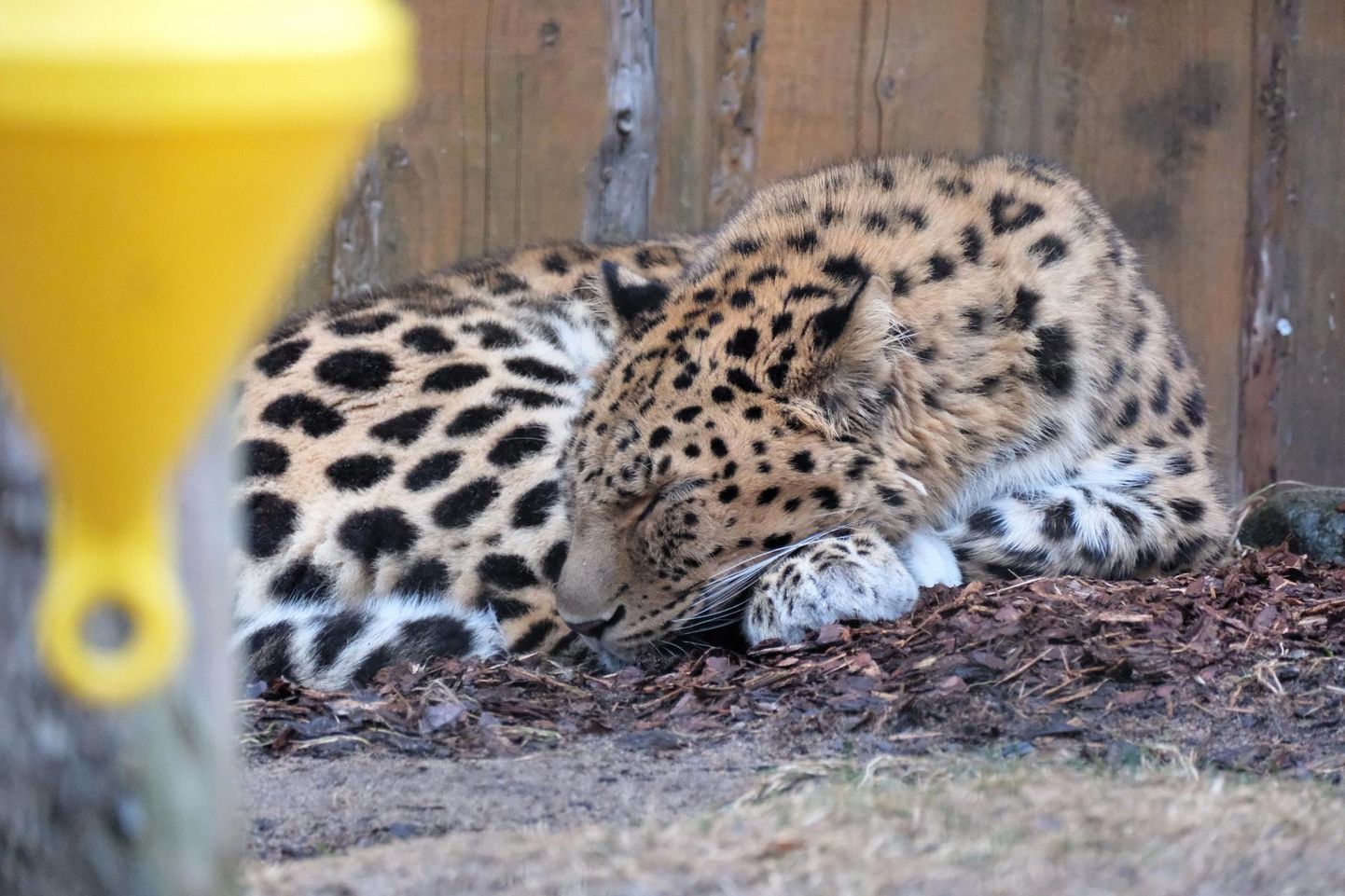 Amuuri leopard Alexei tukkus kevadvihmas.