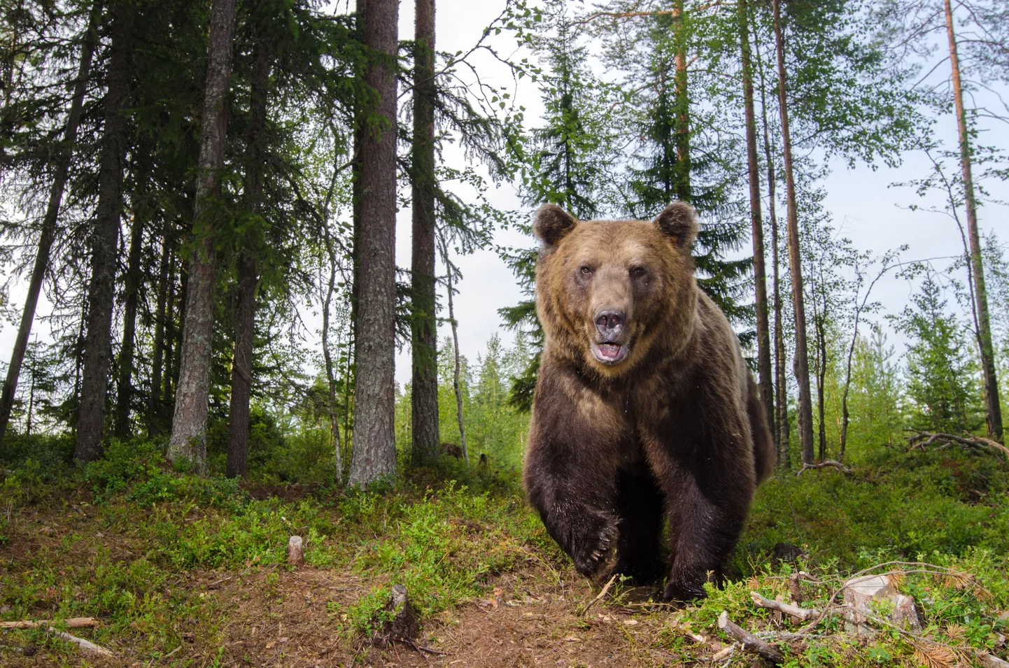 Will Nichollsi foto suurest pruunkarust