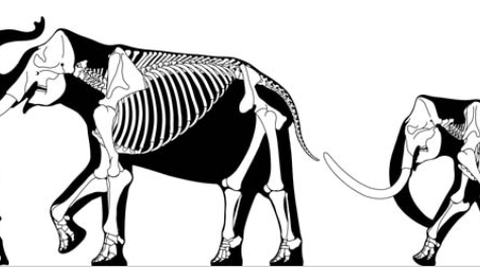 Ten giant animals lived with humans in ancient Europe