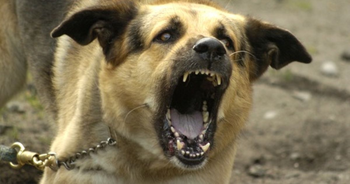Lemmikuid saab tasuta vaktsineerida