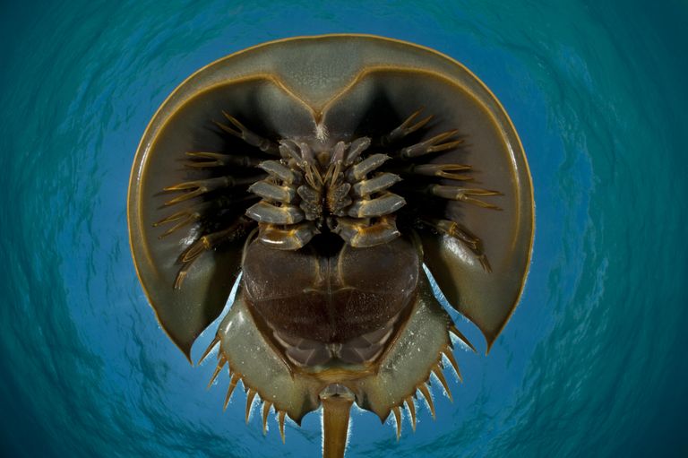 Odasaba krabi (Tachypleus gigas)