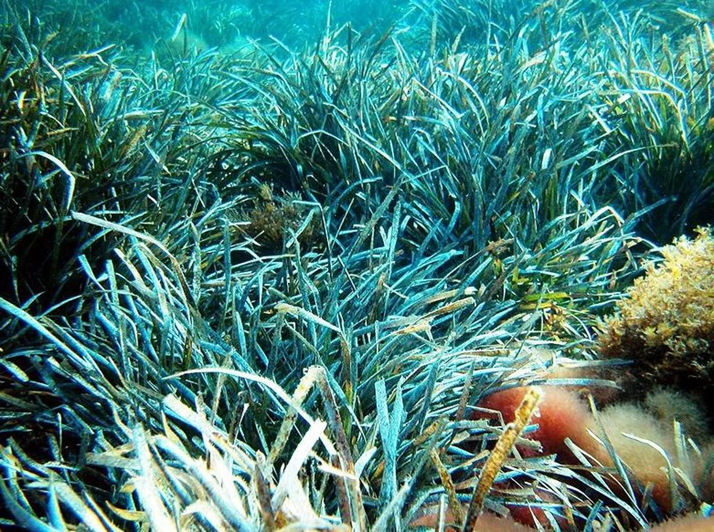 Vahemere mererohi on vanim elusolev organism