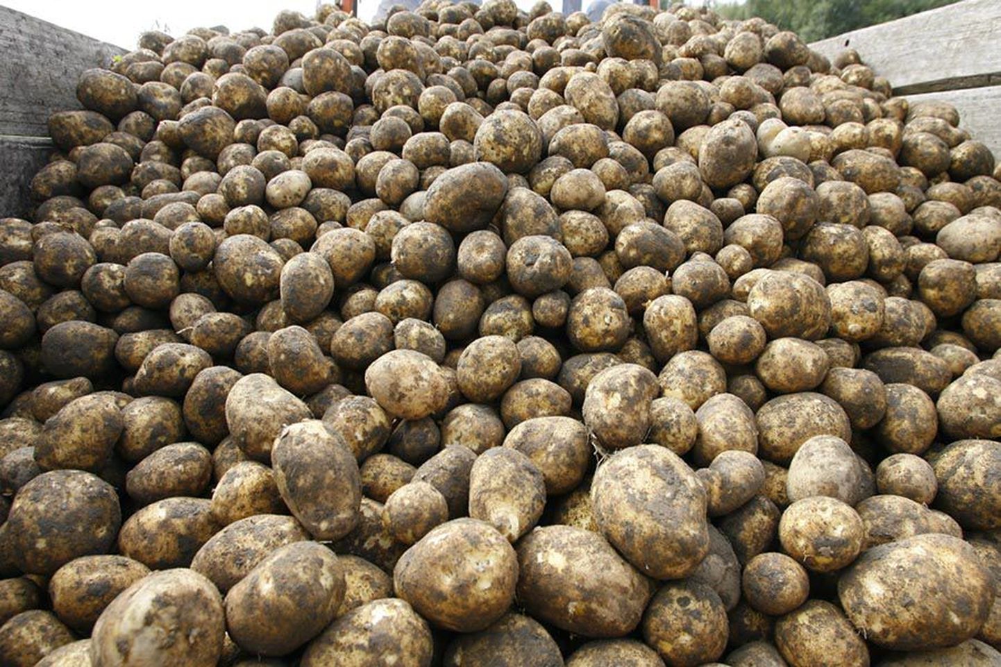 Mitme Viljandimaa taluniku kinnitusel on tänavune kartulisaak mulluse kiduraga võrreldes suisa väga hea.