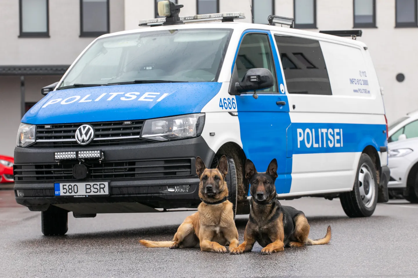 Pildil on politseikoerad Mauser ja Tiisel. Foto on illustreeriv.