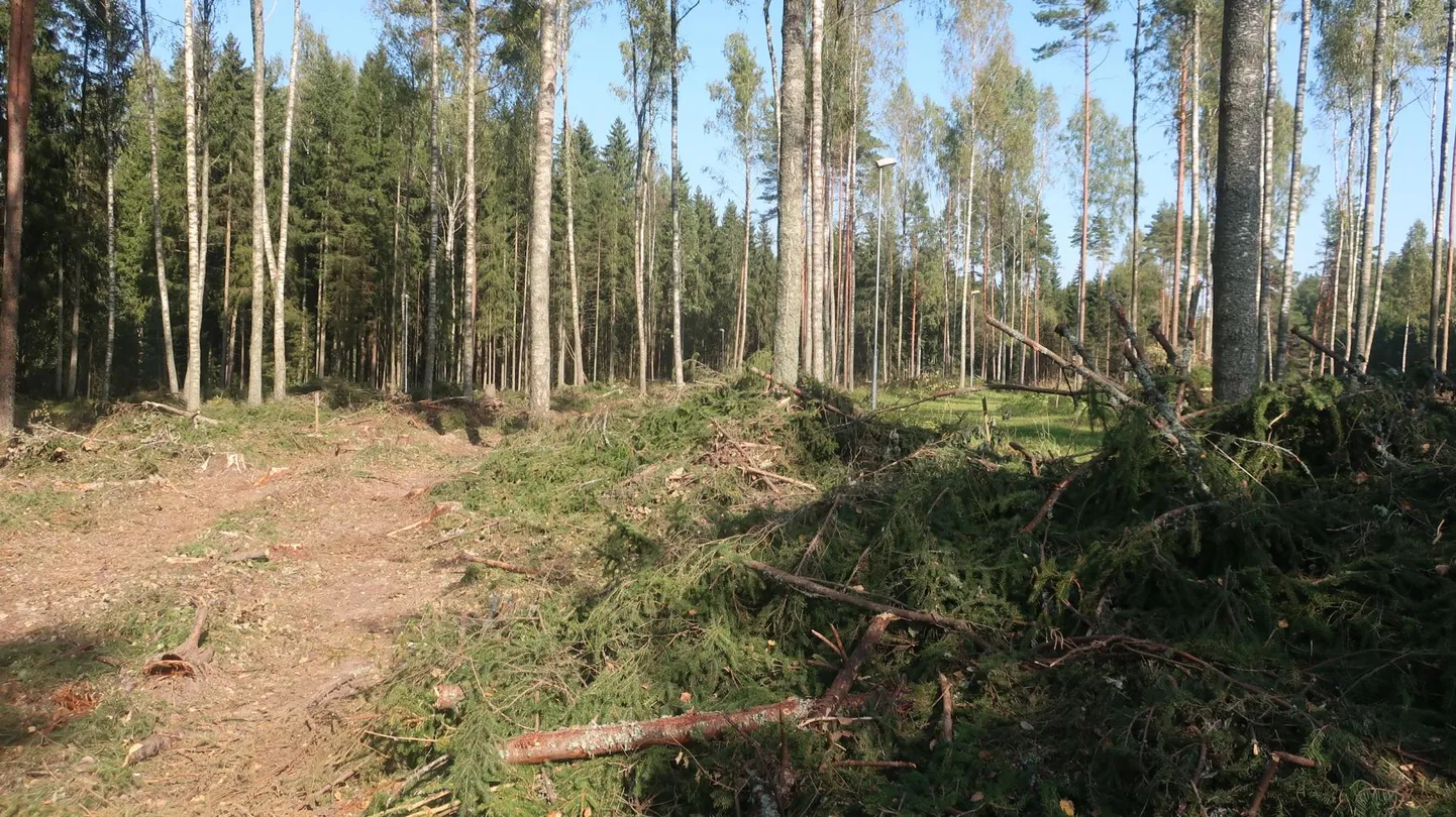 Kuigi RMK on jätnud langile tavapärasest rohkem säilikpuid, on vaade vähemalt esialgu harjumatu.