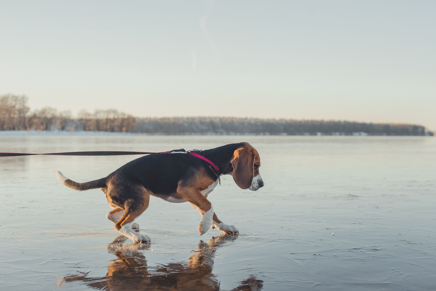 Beagle'i tõugu koer jäisel järvel jalutamas. Pilt on illustratiivne.