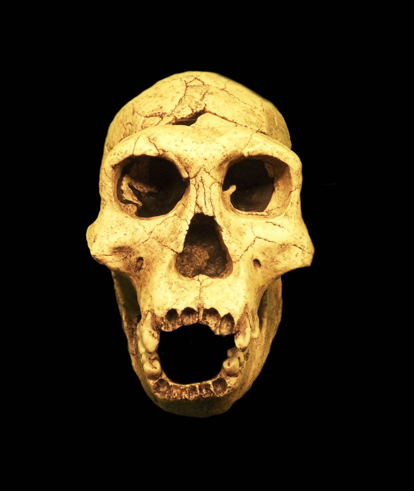Homo erectuse kolju