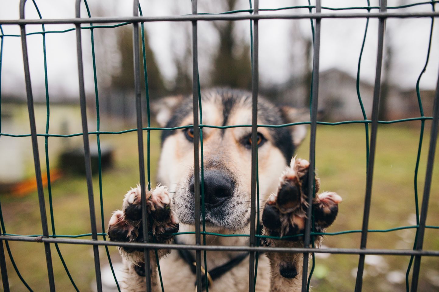 Pärnu loomade varjupaika sattus tänavu aastavahetusel ilutulestiku paukude tõttu kodust plehku pannud kaks koera.
