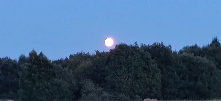 Artikli foto