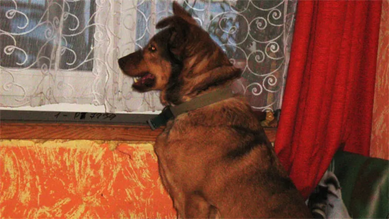 Raksta foto
