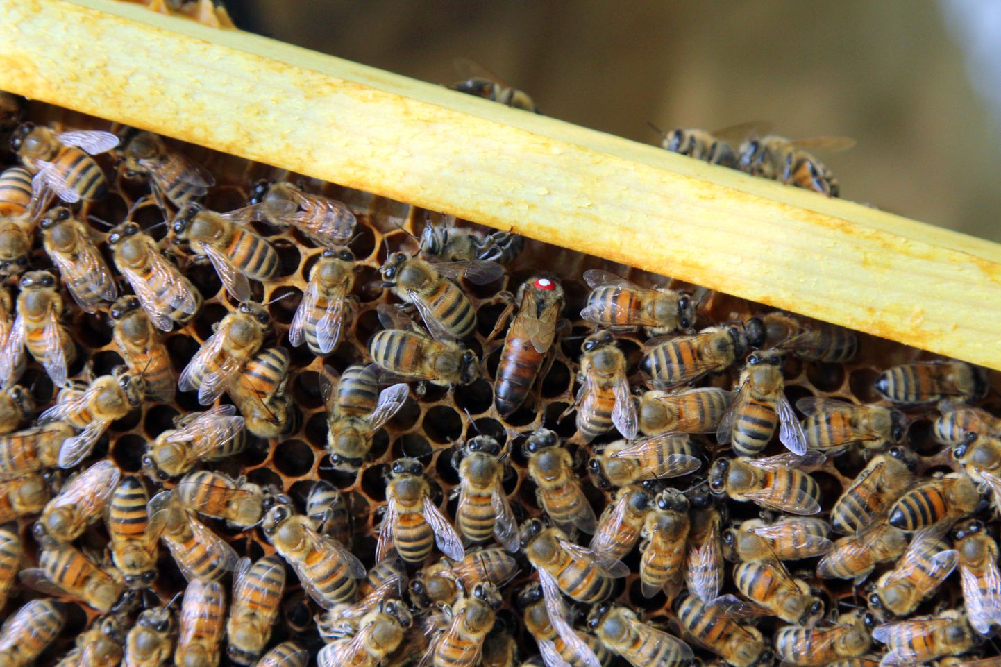 Tänu mesilastele on miljonite aastate jooksul välja aretatud just selliste taimede, puuviljade, köögiviljade õite tolmlemine, mille vilju tarvitades kujunes inimese organism.