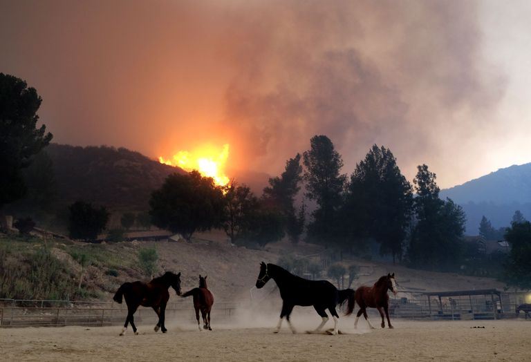 Amokki jooksvad hobused California põlengualal