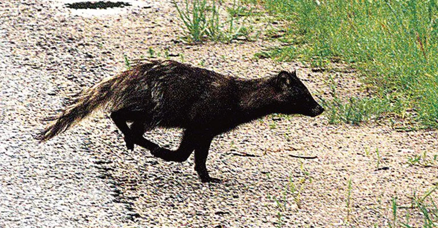 Marutaud on tõenäoline, kui metsloom kipub ründama.